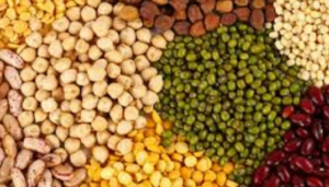 Nafed sell pulses to states under the scheme of Central Government