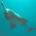 Impact of increase in salinity on Gangetic Dolphins