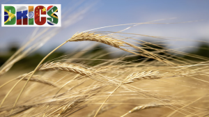 BRICS Grain Exchange