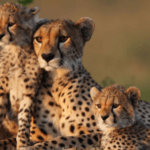 Cheetahs from Namibia to be kept at Nauradehi Sanctuary: NTCA