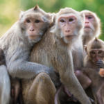 Monkey Declared Vermin in Himachal Pradesh