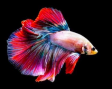 Thailand names Siamese Fighting Fish its National Aquatic Animal - GKToday