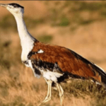 Great Indian Bustard is the Mascot for COP-13 on Migratory Species