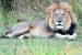 New Programmes Launched under Asiatic Lion Conservation Project