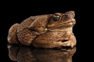 1000s of poisonous toads have entered Florida