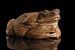 1000s of poisonous toads have entered Florida
