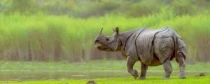 काजीरंगा, असम