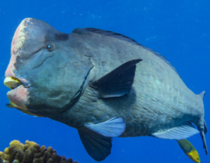 Threats to Bumphead Parrot Fish in Andaman