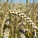 Increasing levels of Carbon dioxide and Wheat productivity