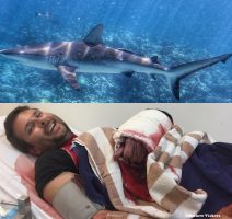 At Great Barrier Reef: Person bitten by shark