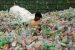 India Bans Import of Solid Plastic Waste