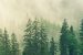 India’s first Forest certification scheme gets gloabl recognition