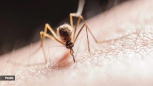 Kerala’s alert regarding West Nile Virus