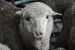 Lambs born from oldest semen