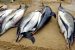 More than 1, 100 mutilated dolphins washed up on French beaches