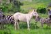 The rare Blonde Zebra spotted