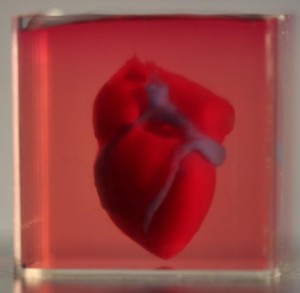 Scientists Print First 3D Heart Using Patient's Biological Materials