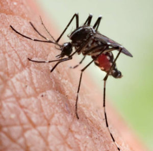 ICMR launched ‘MERA India’ to eliminate malaria from India by 2030