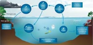 Global Warming Impacts Marine Ecosystem Most: Study