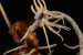 Mystery fungal infection all over the world