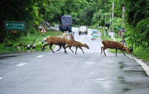 No Mining Allowed along Kaziranga National park: SC
