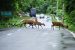 No Mining Allowed along Kaziranga National park: SC