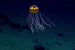 Oil-Eating microbes discovered in Mariana Trench