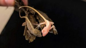 Researchers created world’s first gene-edited Lizard