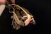 Researchers created world’s first gene-edited Lizard