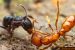US researchers discover unique Mosquito scent