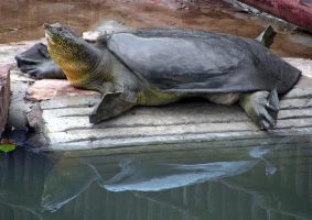 Yangtze Giant Soft-Shell Turtles