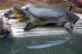 Yangtze Giant Soft-Shell Turtles