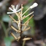 One of India’s Smallest Orchids discovered in Assam