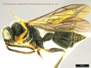 New Wasp species identified in Goa