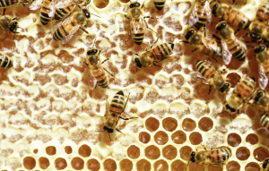 National Beekeeping and Honey Mission (NBHM)