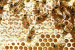 National Beekeeping and Honey Mission (NBHM)