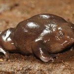 Purple Frog to be crowned Kerala’s state amphibian