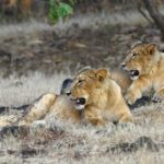 Panthera and Oxford University’s WildCRU Collaborate to Protect Lions