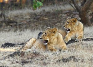 Panthera and Oxford University’s WildCRU Collaborate to Protect Lions