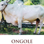 Vice President calls for protecting Ongole Cattle Breed
