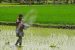 Haryana to Discourage Paddy Cropping