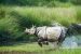 India Rhino will soon have DNA Database