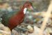 Iterative Evolution led to Re-Emergence of White-Throated Rail