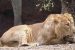 Scientists sequence Asiatic lion’s Genome for the first time