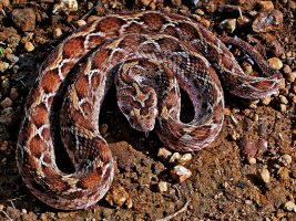 WHO unveils Strategy to tackle Global Snakebite “Emergency”
