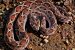 WHO unveils Strategy to tackle Global Snakebite “Emergency”