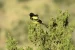 World Migratory Bird Day 2019 observed