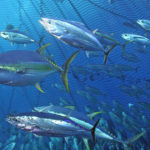World Tuna Day observed on 2 May