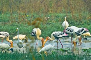 केवलादेव घाना राष्ट्रीय उद्यान