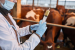 Government to bear full cost of Livestock Vaccination